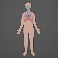 rol sistem respirator