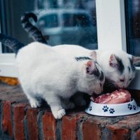 bolul ergonomic pentru pisici