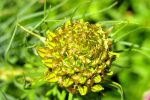 Rhodiola rosea