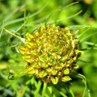 Rhodiola rosea