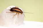 Blatta orientalis