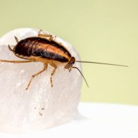 Blatta orientalis